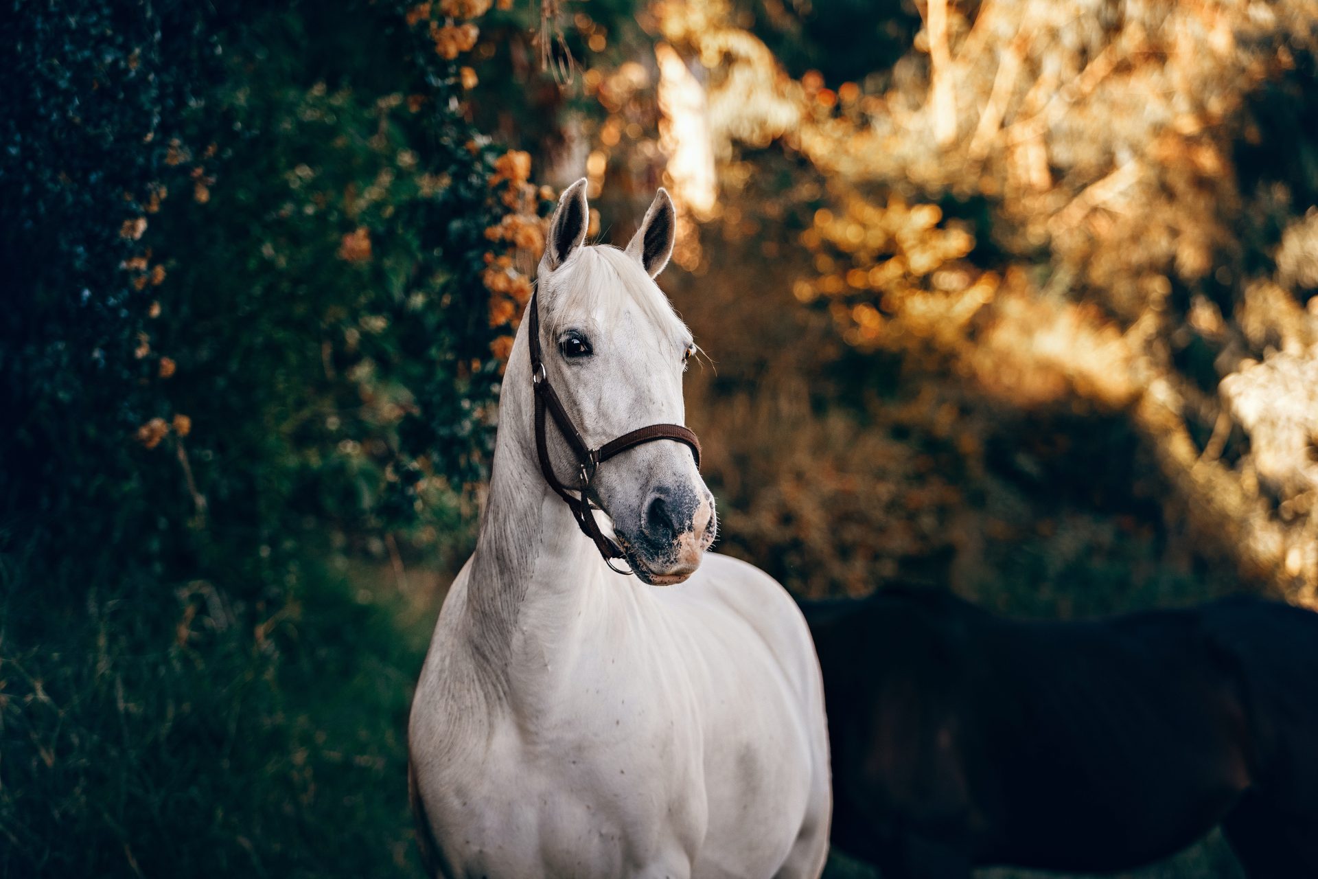 The equine world can be an affluent one, and there are numerous ways that you can get involved in this industry to help earn a living, or a little extra on the side.